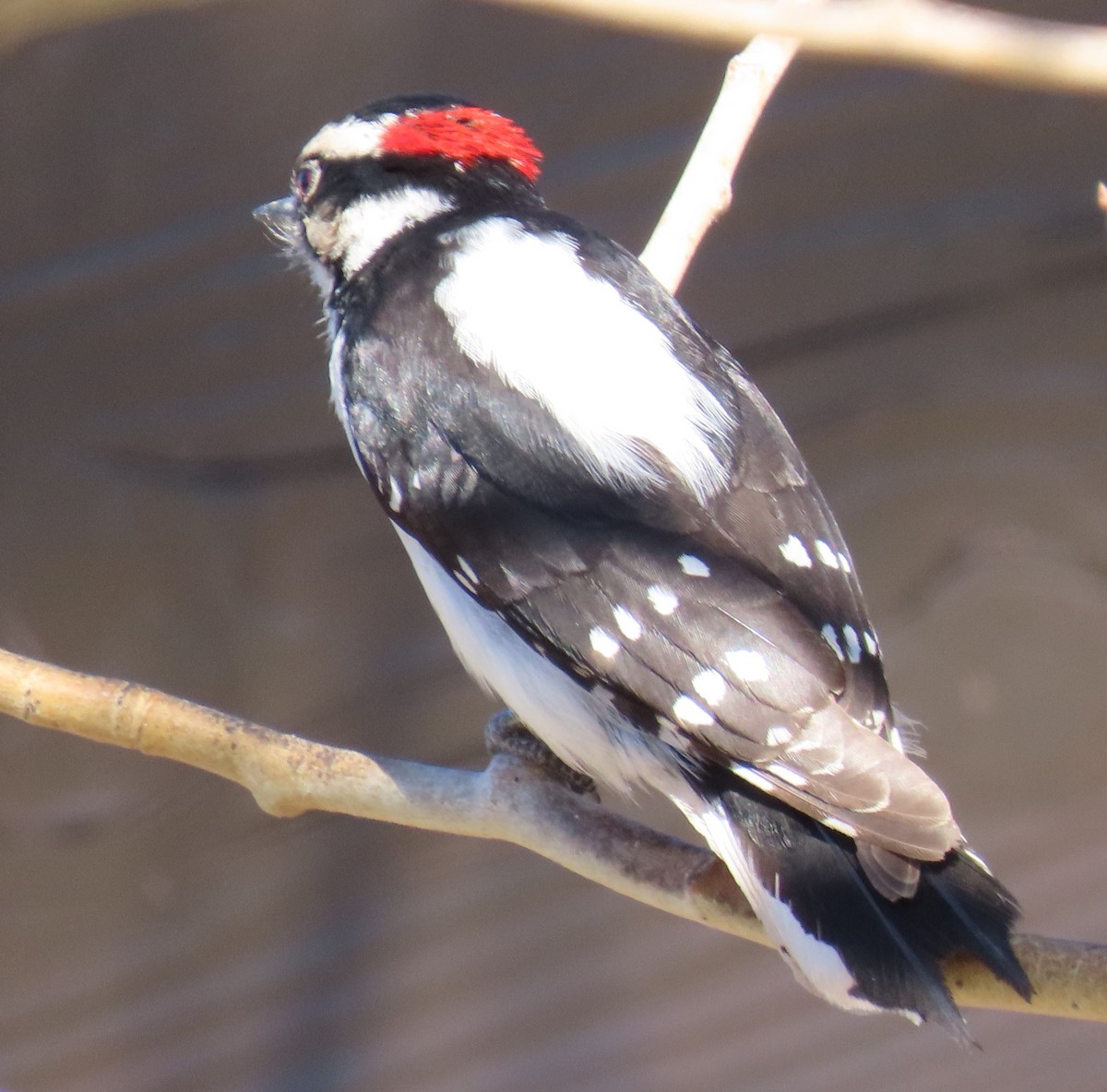 Downy Woodpecker (Rocky Mts.) - ML616914997