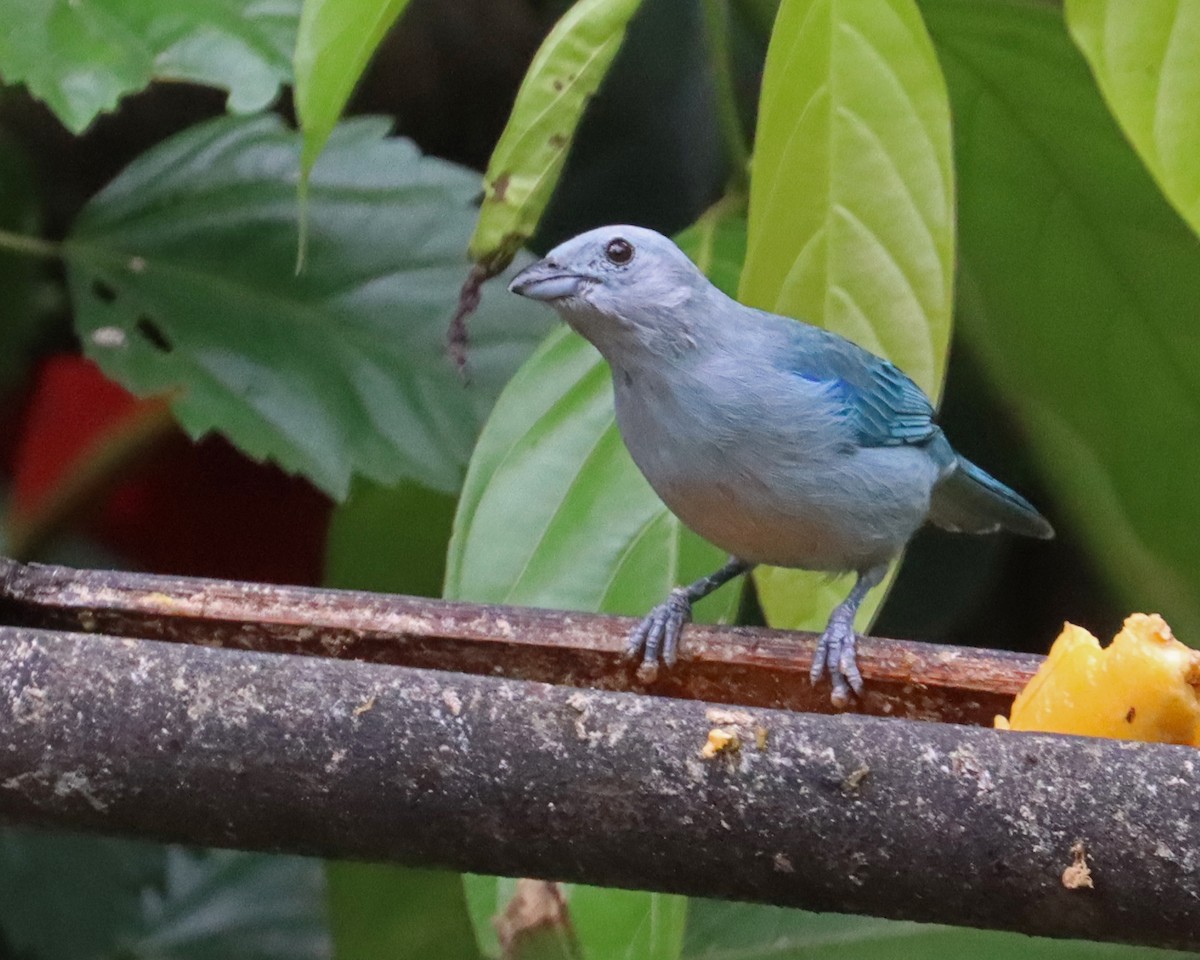 Blue-gray Tanager (Blue-gray) - ML616915004