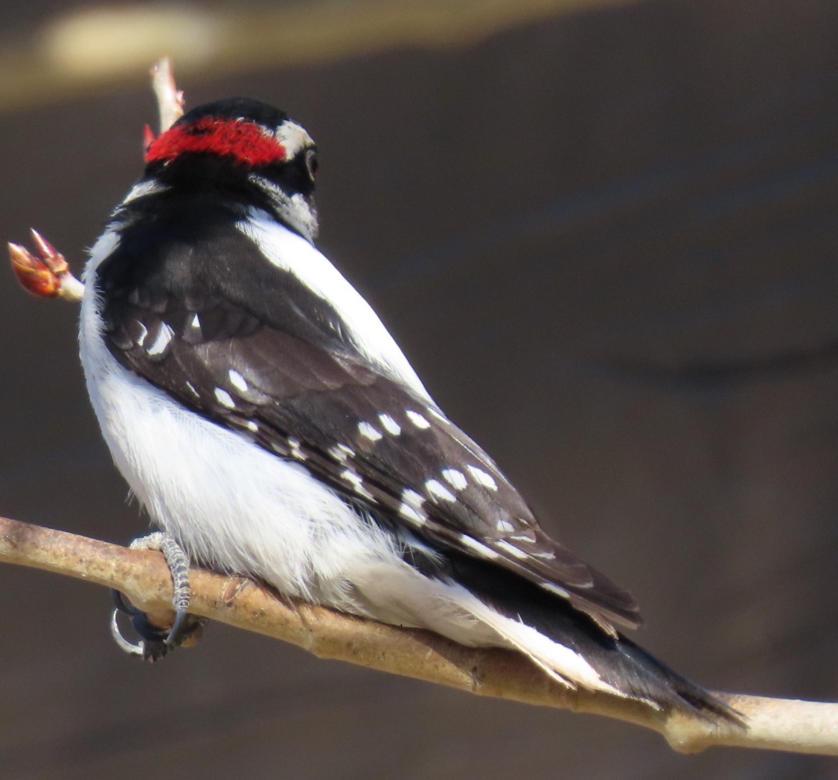 Downy Woodpecker (Rocky Mts.) - ML616915007