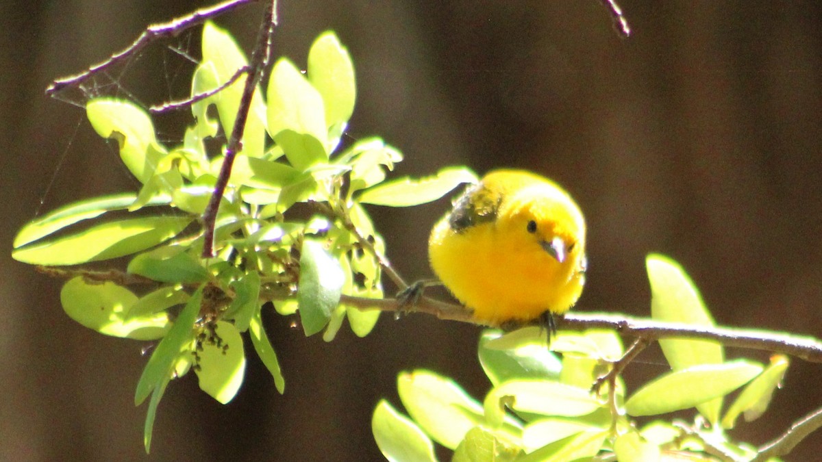 Prothonotary Warbler - ML616915011