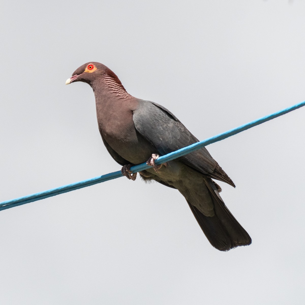 Scaly-naped Pigeon - ML616915029
