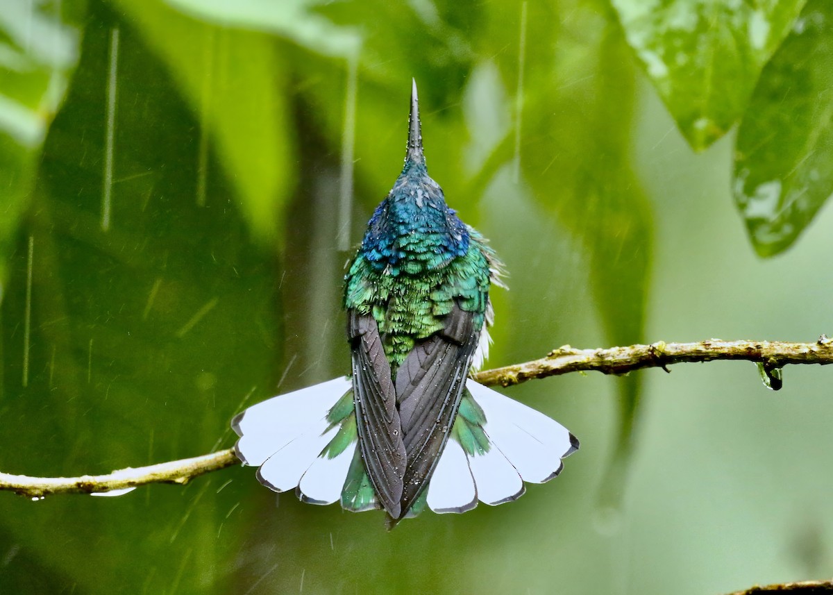 kolibřík bělokrký - ML616915106