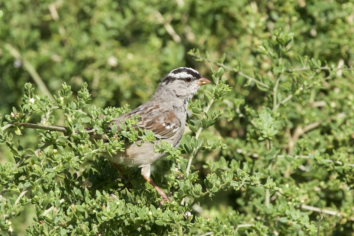 White-crowned Sparrow - ML616915362