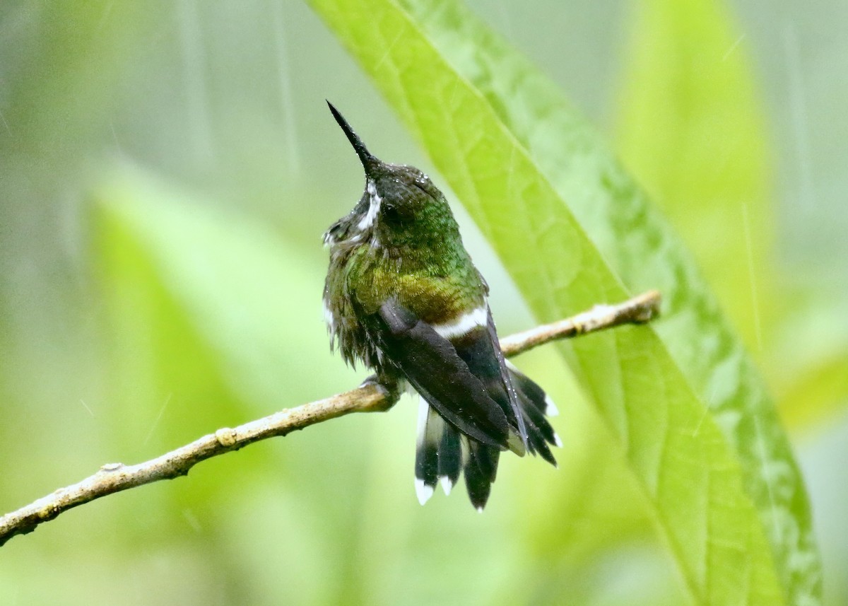kolibřík trnoocasý - ML616915442