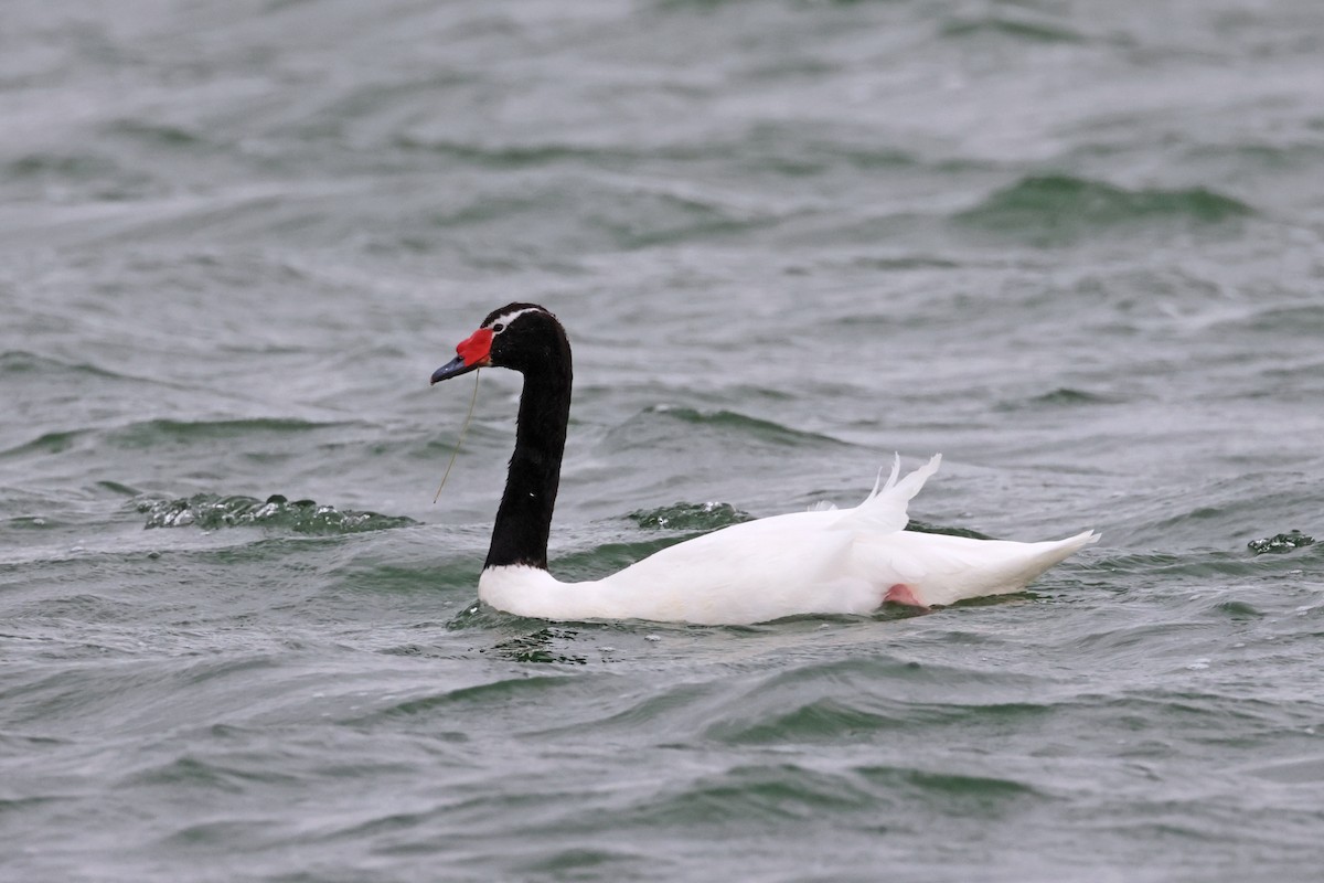 Black-necked Swan - ML616915542