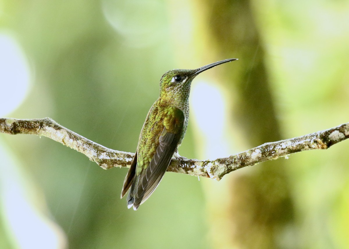 kolibřík subtropický - ML616915574