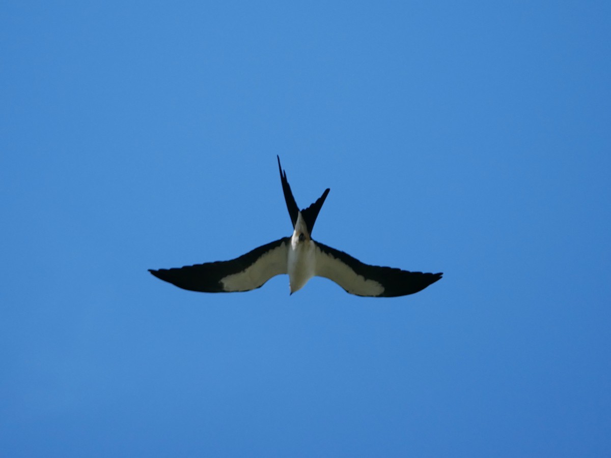Swallow-tailed Kite - ML616915652