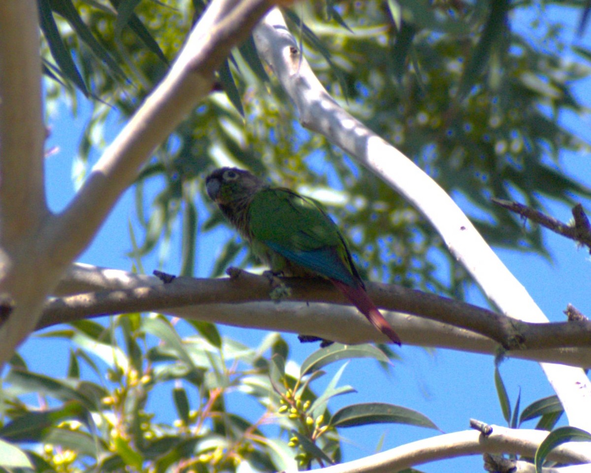 Green-cheeked Parakeet - ML616915672