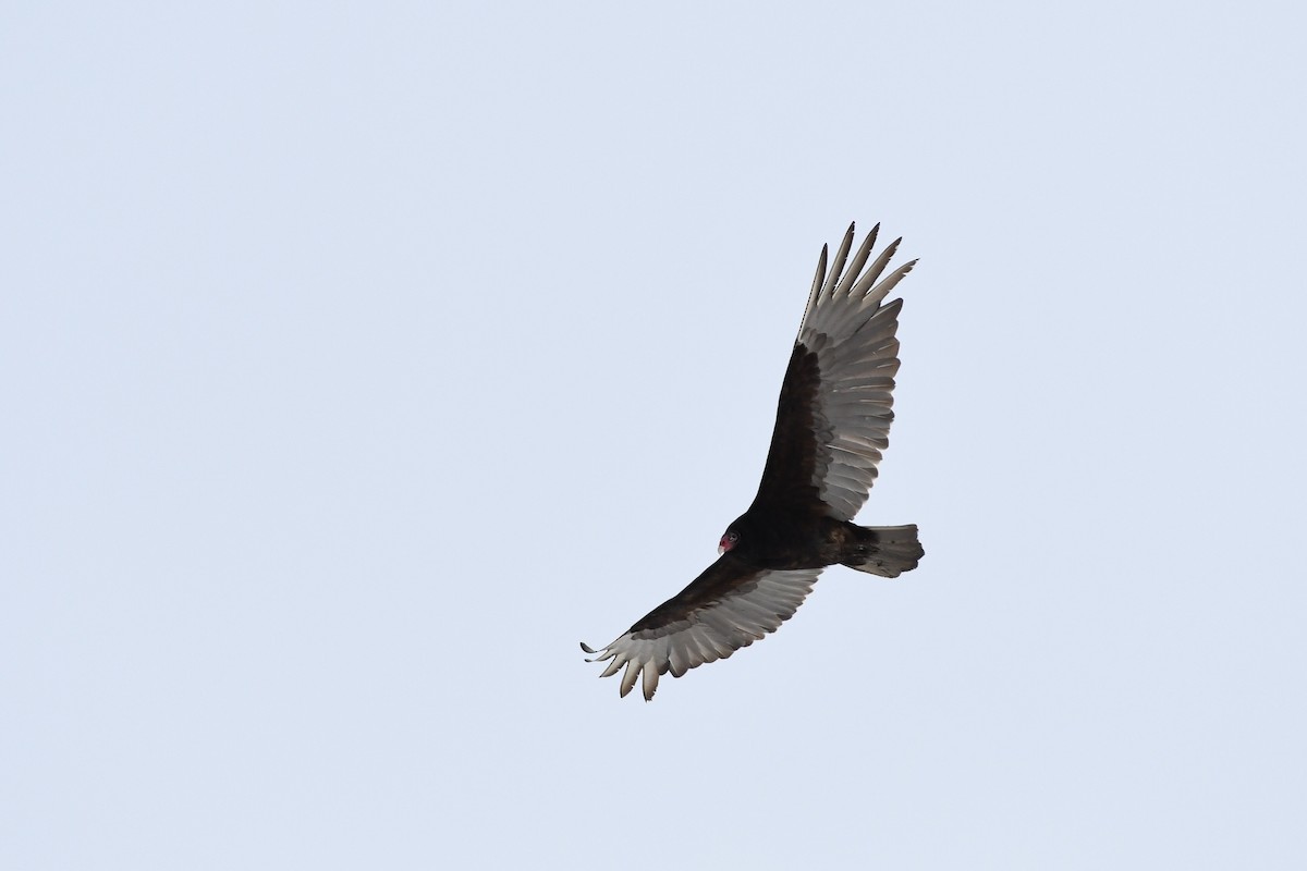 Turkey Vulture - ML616915684