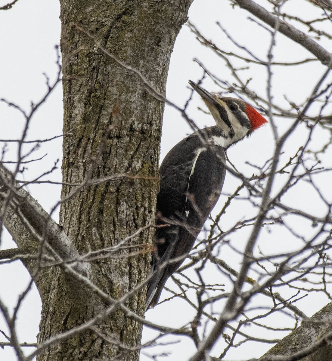 Pileated Woodpecker - ML616915750
