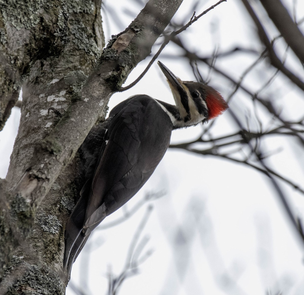 Pileated Woodpecker - ML616915754
