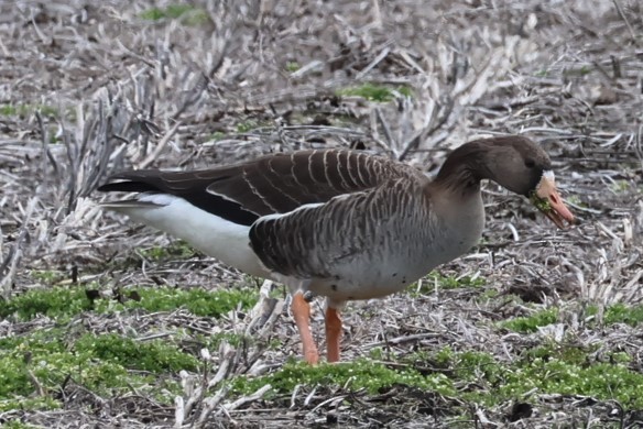 Greater White-fronted Goose - ML616915786