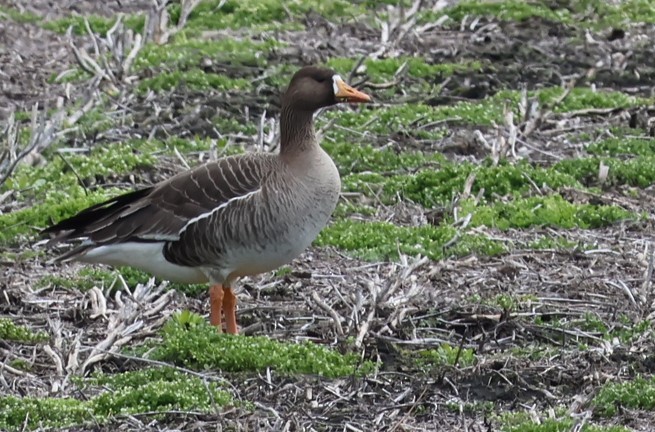 Greater White-fronted Goose - ML616915814