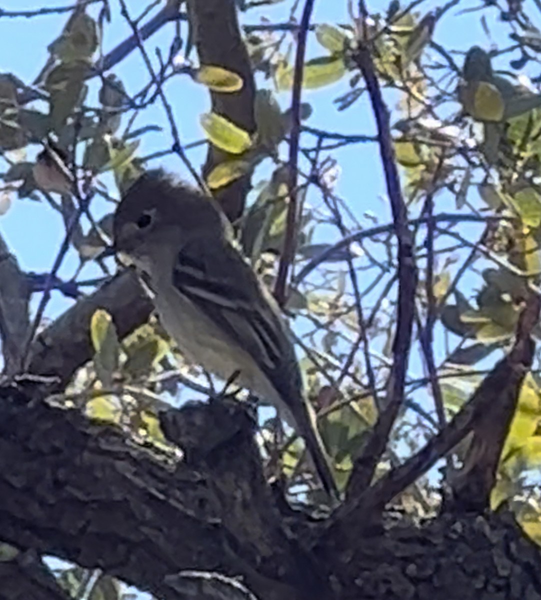eBird Checklist - 4 Apr 2024 - Florida Canyon--lower - 15 species
