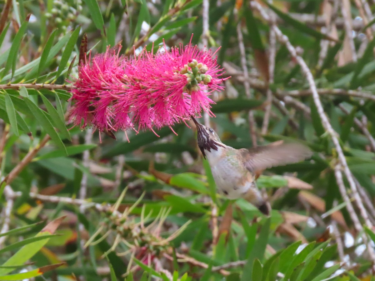 Calliope Hummingbird - ML616915905
