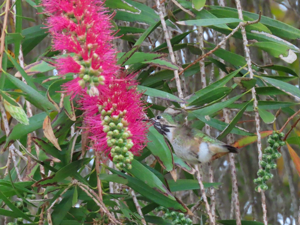 Calliope Hummingbird - ML616915910