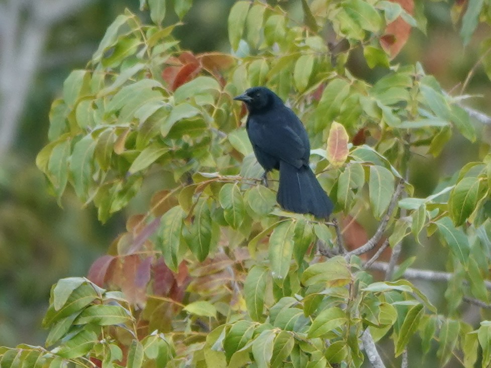 Melodious Blackbird - ML616915923