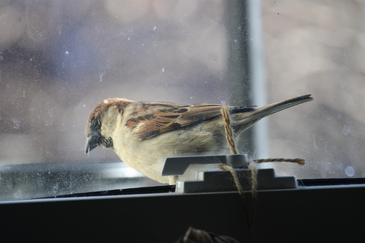 House Sparrow - ML616916077