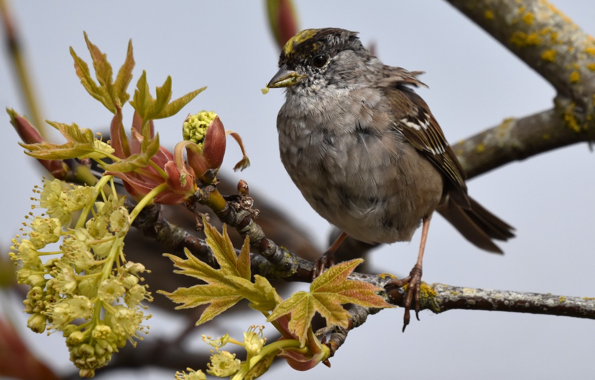 Golden-crowned Sparrow - ML616916236