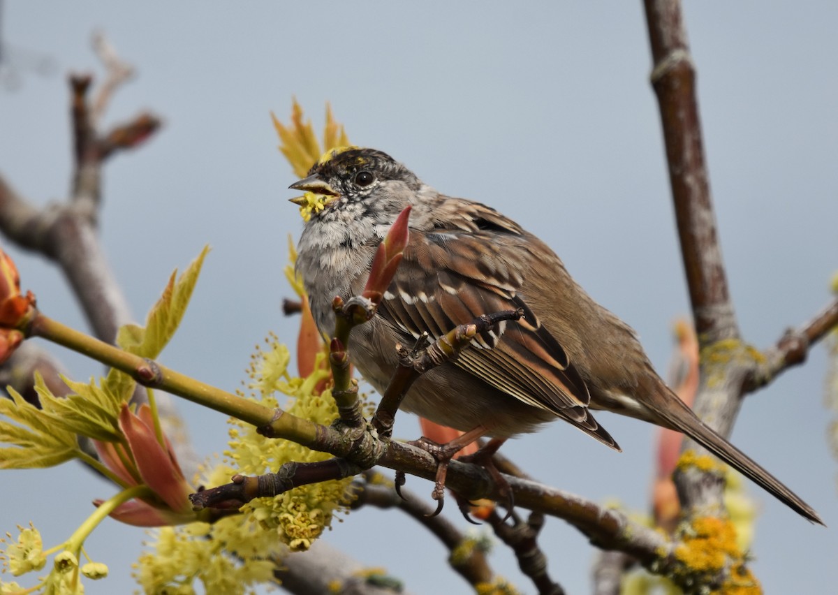 Golden-crowned Sparrow - Sandy Bowie