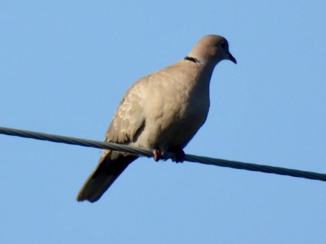 Eurasian Collared-Dove - ML616916248