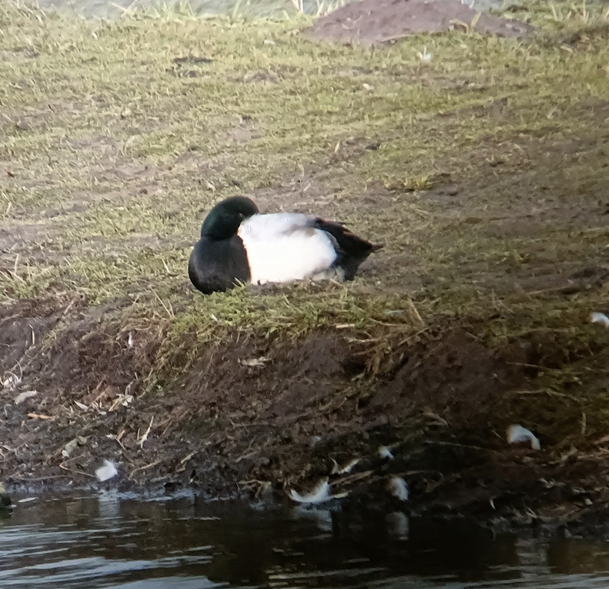 Greater Scaup - ML616916255