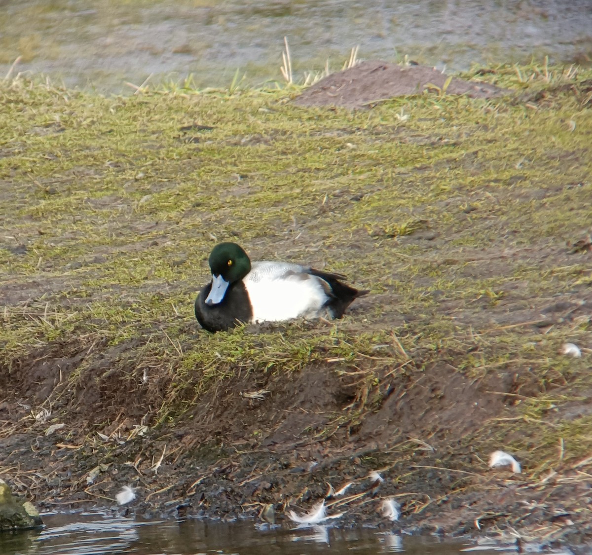 Greater Scaup - ML616916256