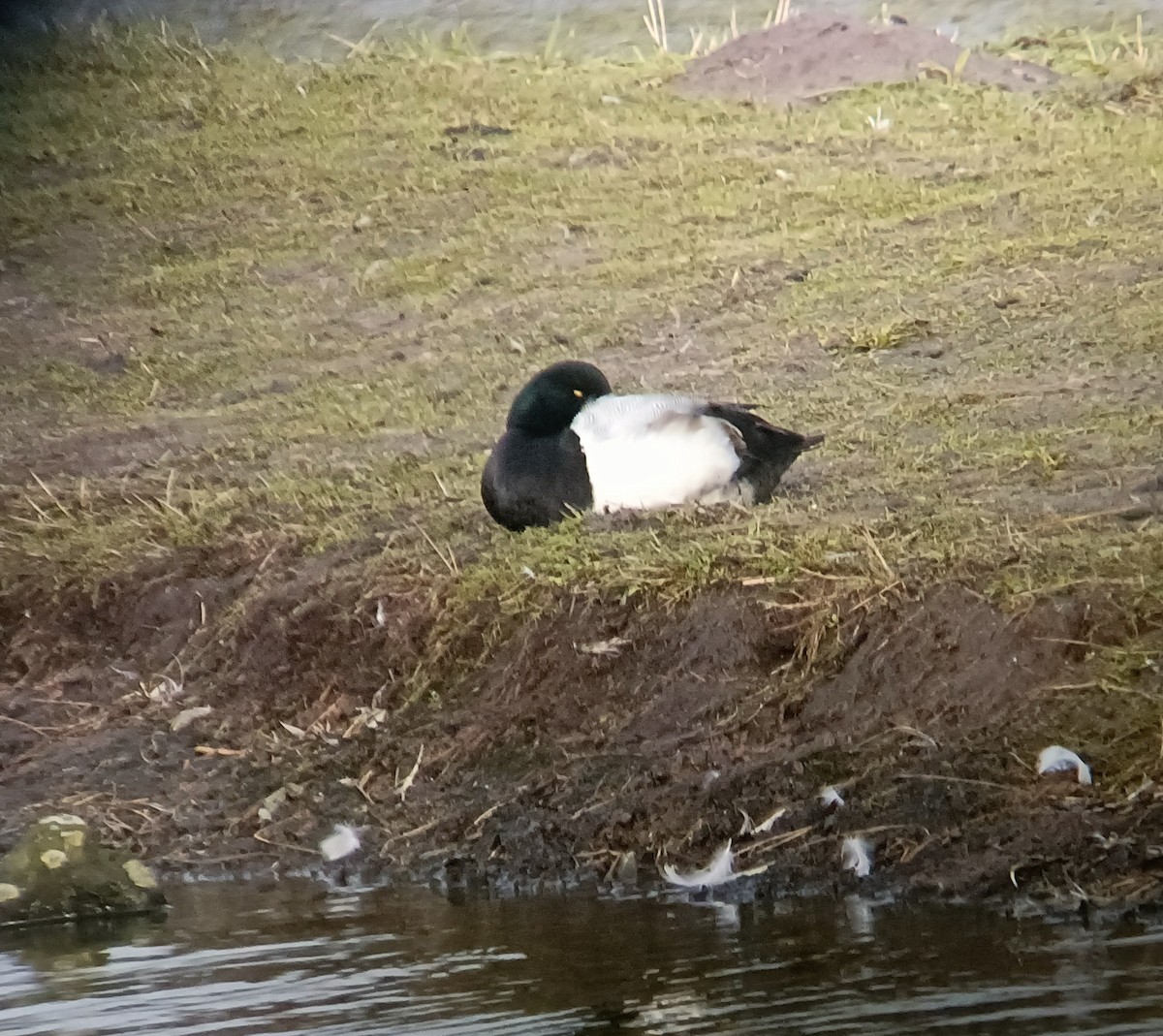 Greater Scaup - ML616916257