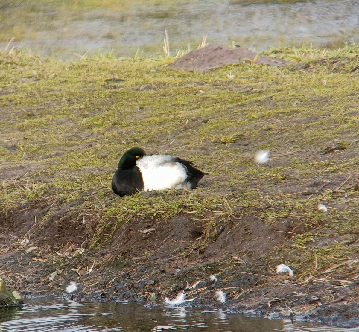 Greater Scaup - ML616916258