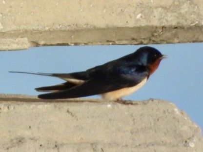 Barn Swallow - ML616916284