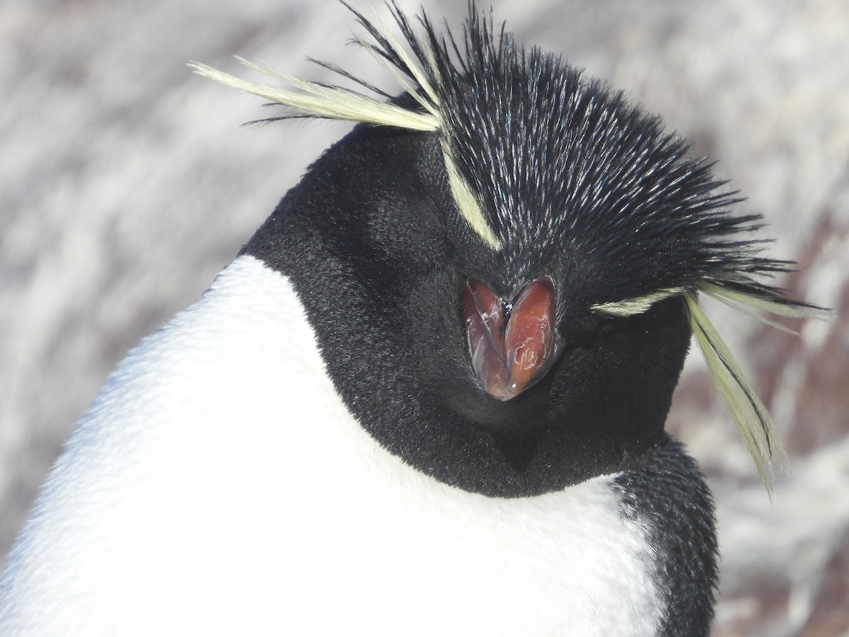 Southern Rockhopper Penguin - ML616916329