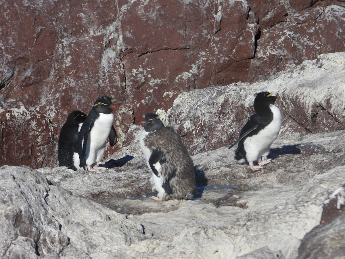 Southern Rockhopper Penguin - ML616916332