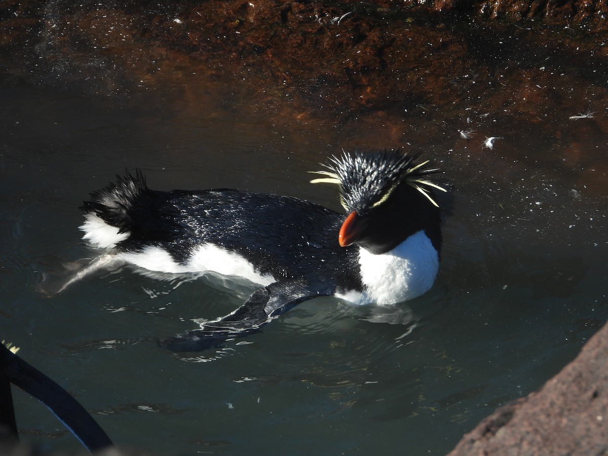 Southern Rockhopper Penguin - Más Aves