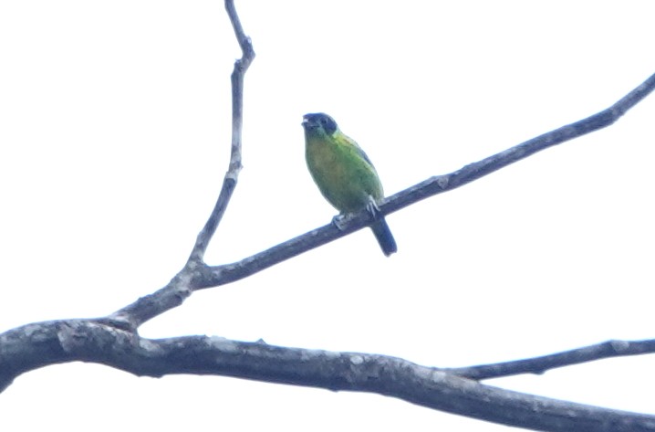 Green-and-gold Tanager - ML616916337