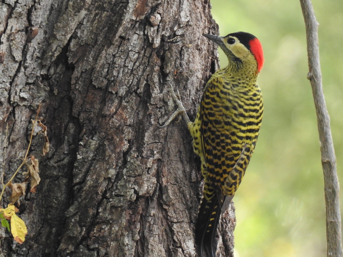 Green-barred Woodpecker (Green-barred) - Leonardo Bordin