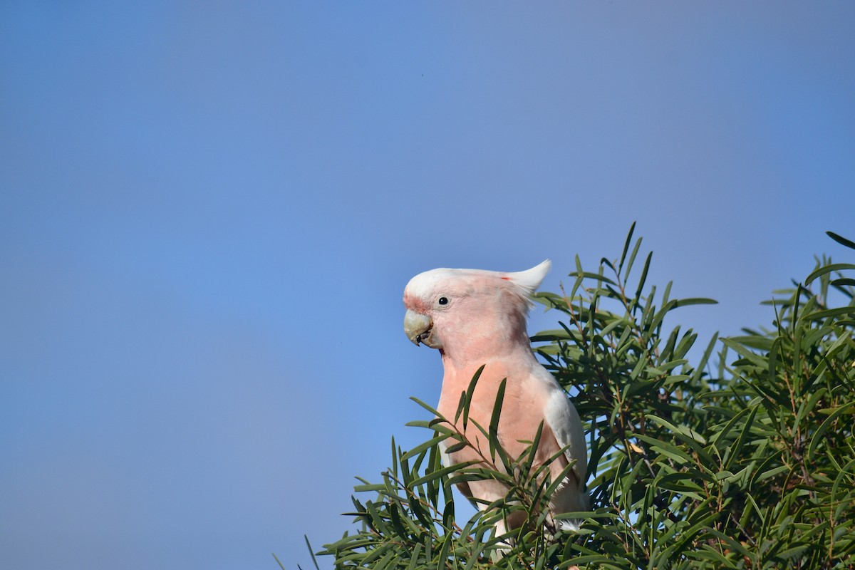 Pink Cockatoo - Malan Bothma