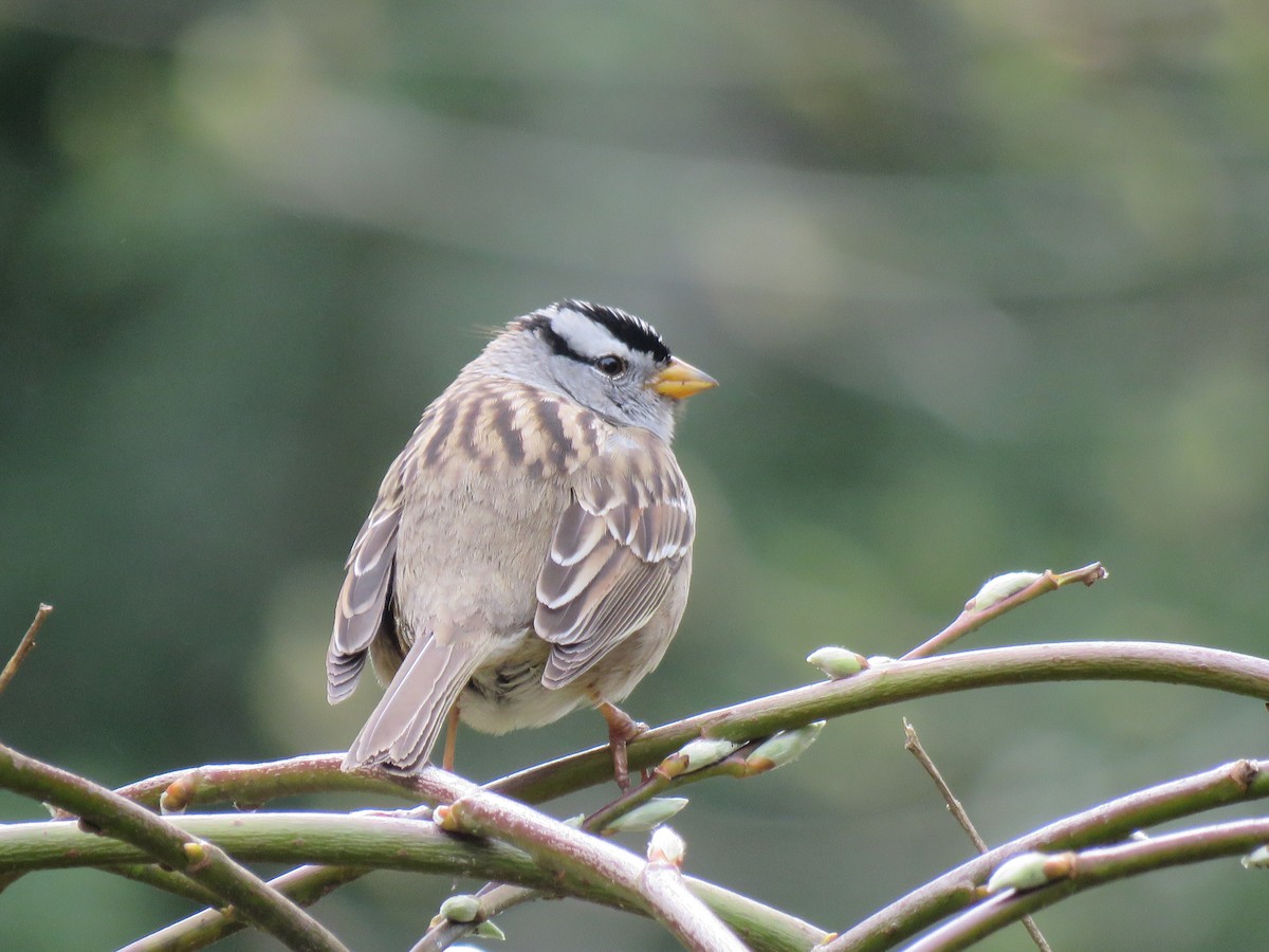 White-crowned Sparrow - ML616916443