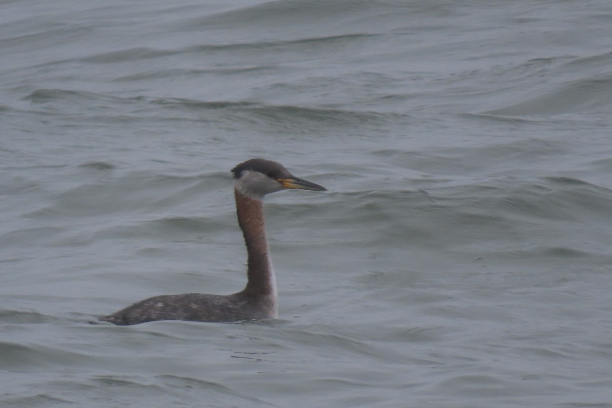 Red-necked Grebe - ML616916482