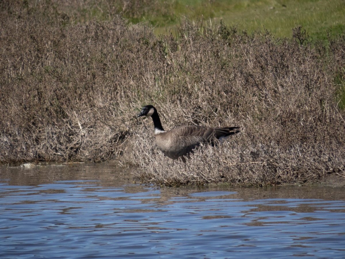 Cackling Goose (Aleutian) - ML616916589