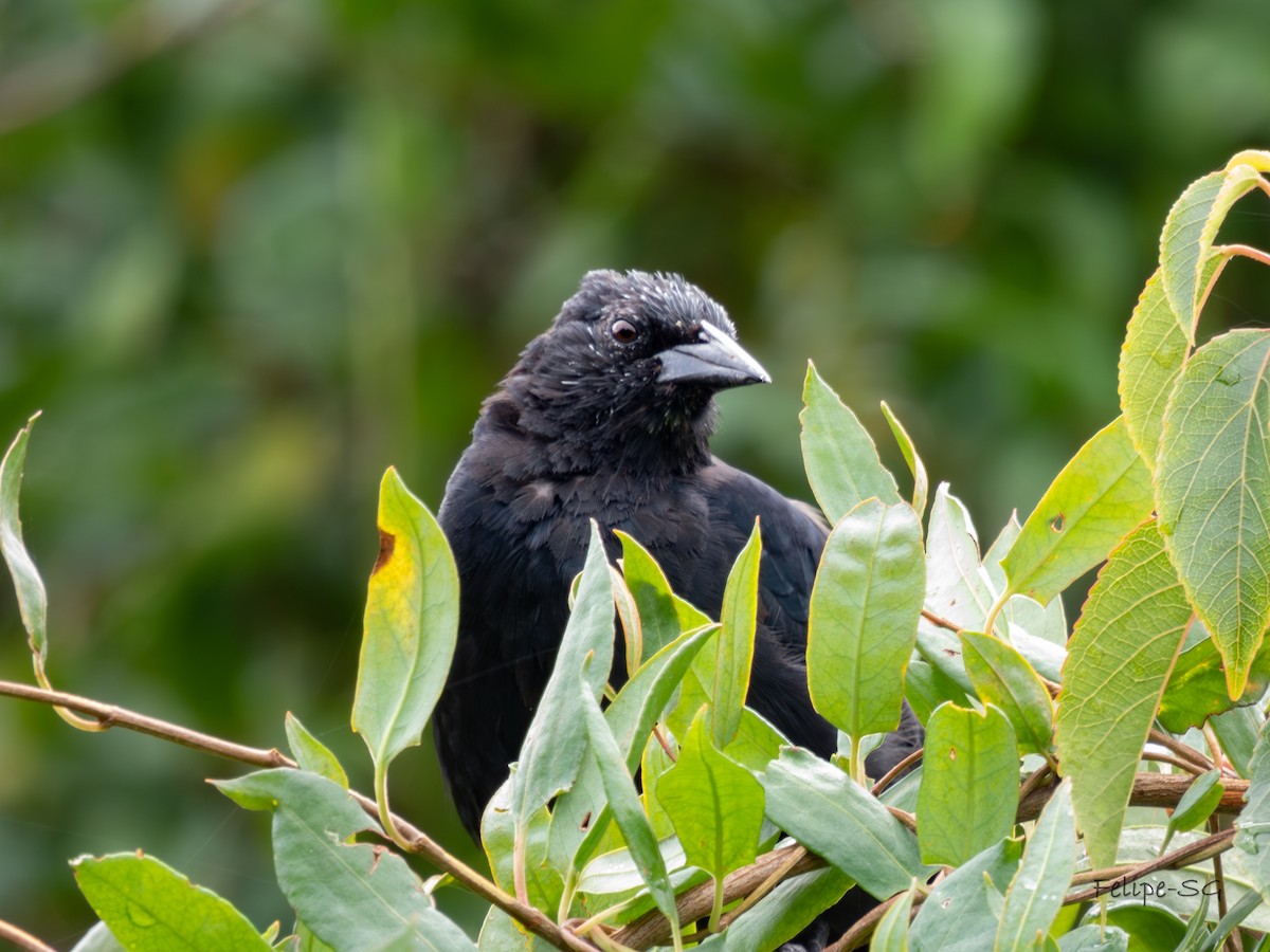 Austral Blackbird - ML616916601