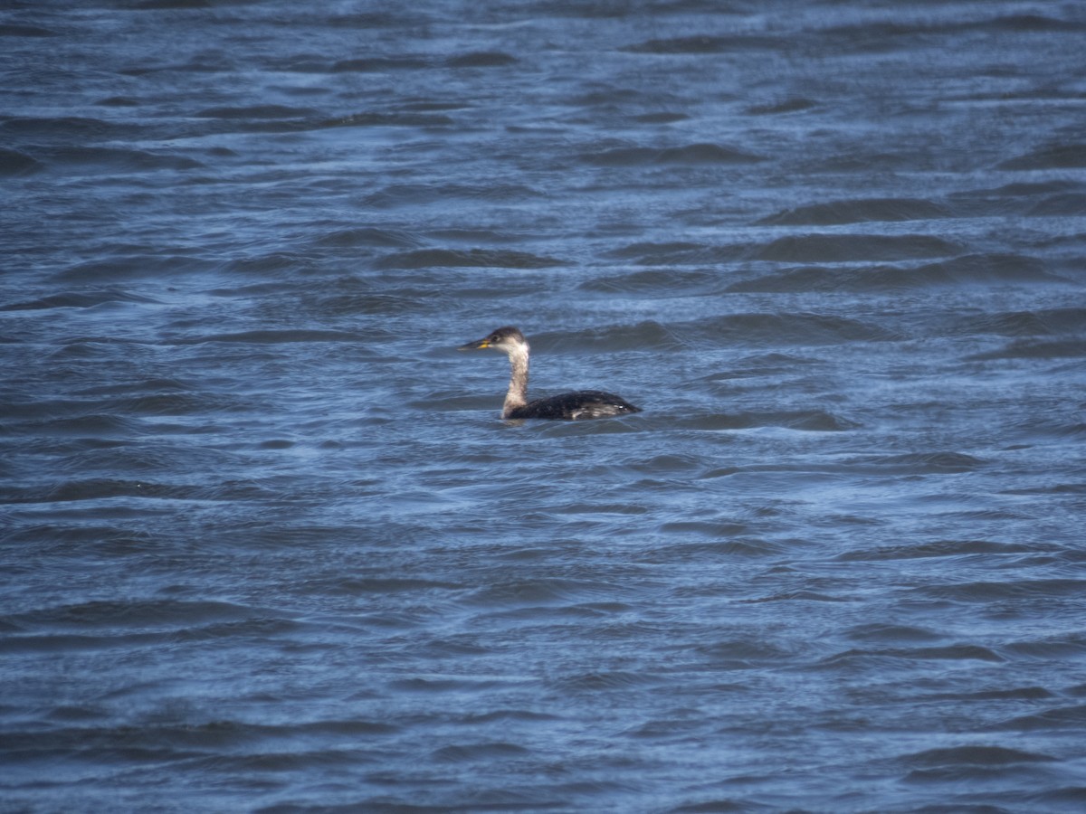 Red-necked Grebe - ML616916660
