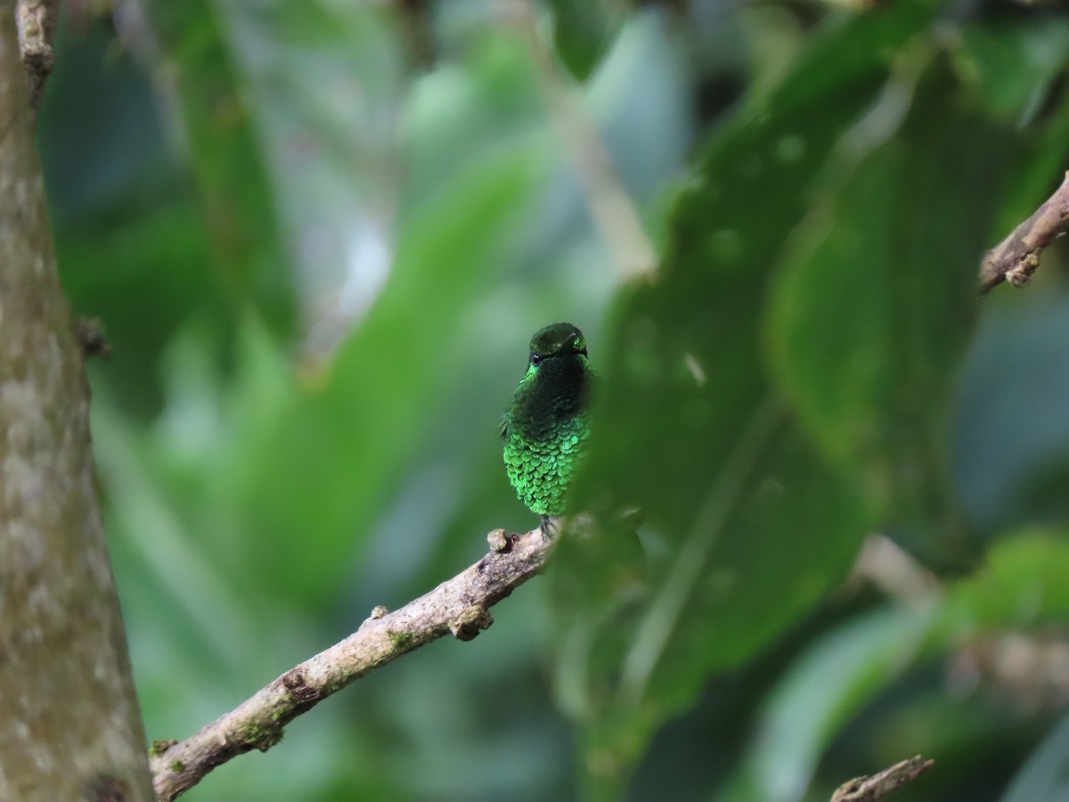 Short-tailed Emerald - Cristian Cufiño