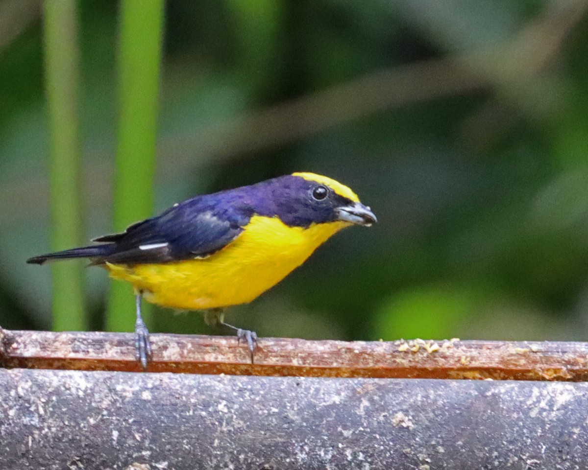 Thick-billed Euphonia (Thick-billed) - ML616916767