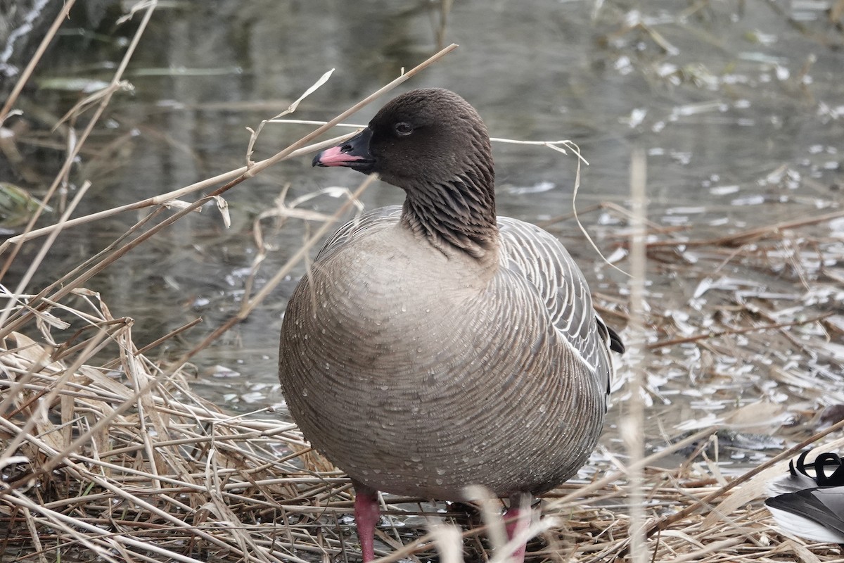 Pink-footed Goose - Gary Case