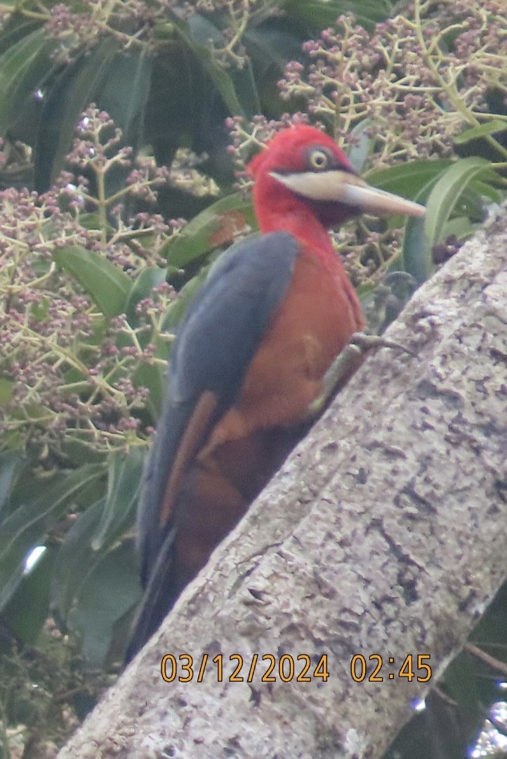Red-necked Woodpecker - ML616916845