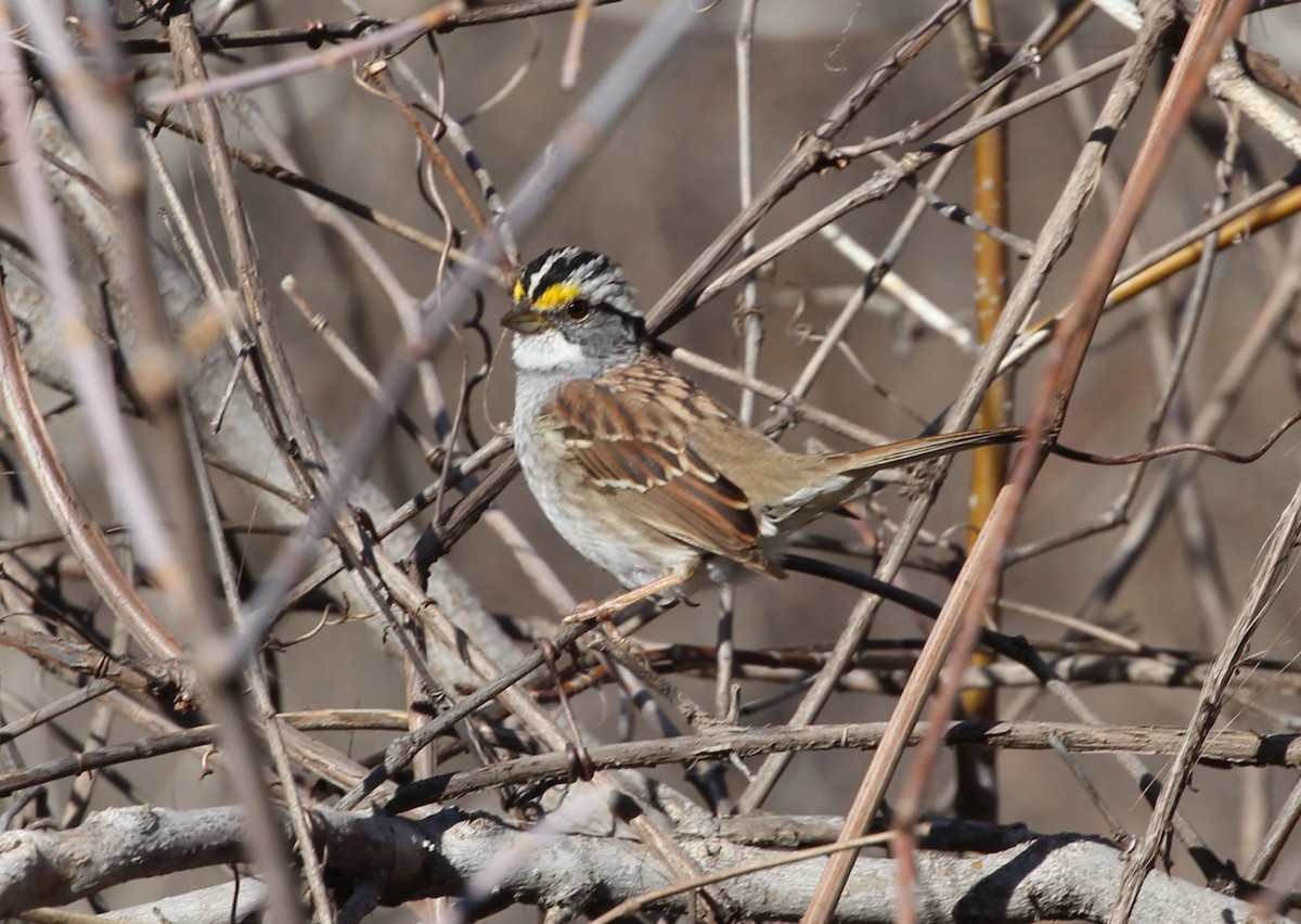 White-throated Sparrow - ML616916879