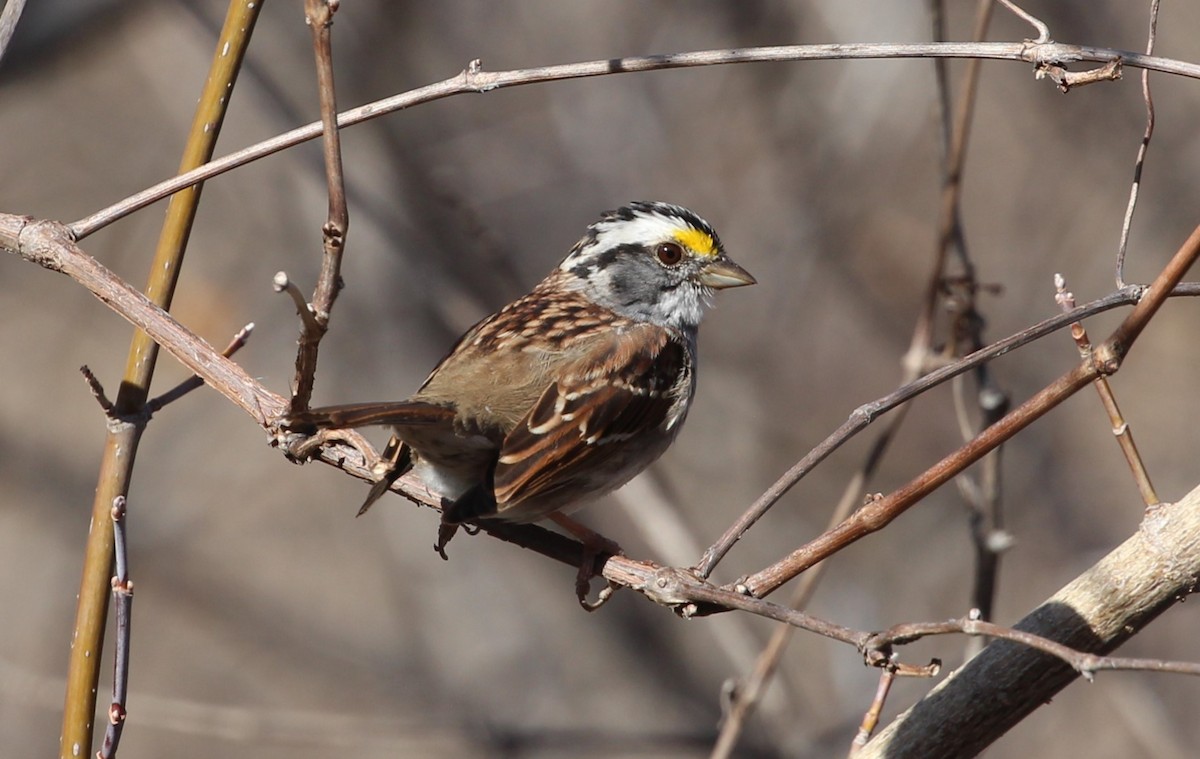 White-throated Sparrow - Terry Pflugrad