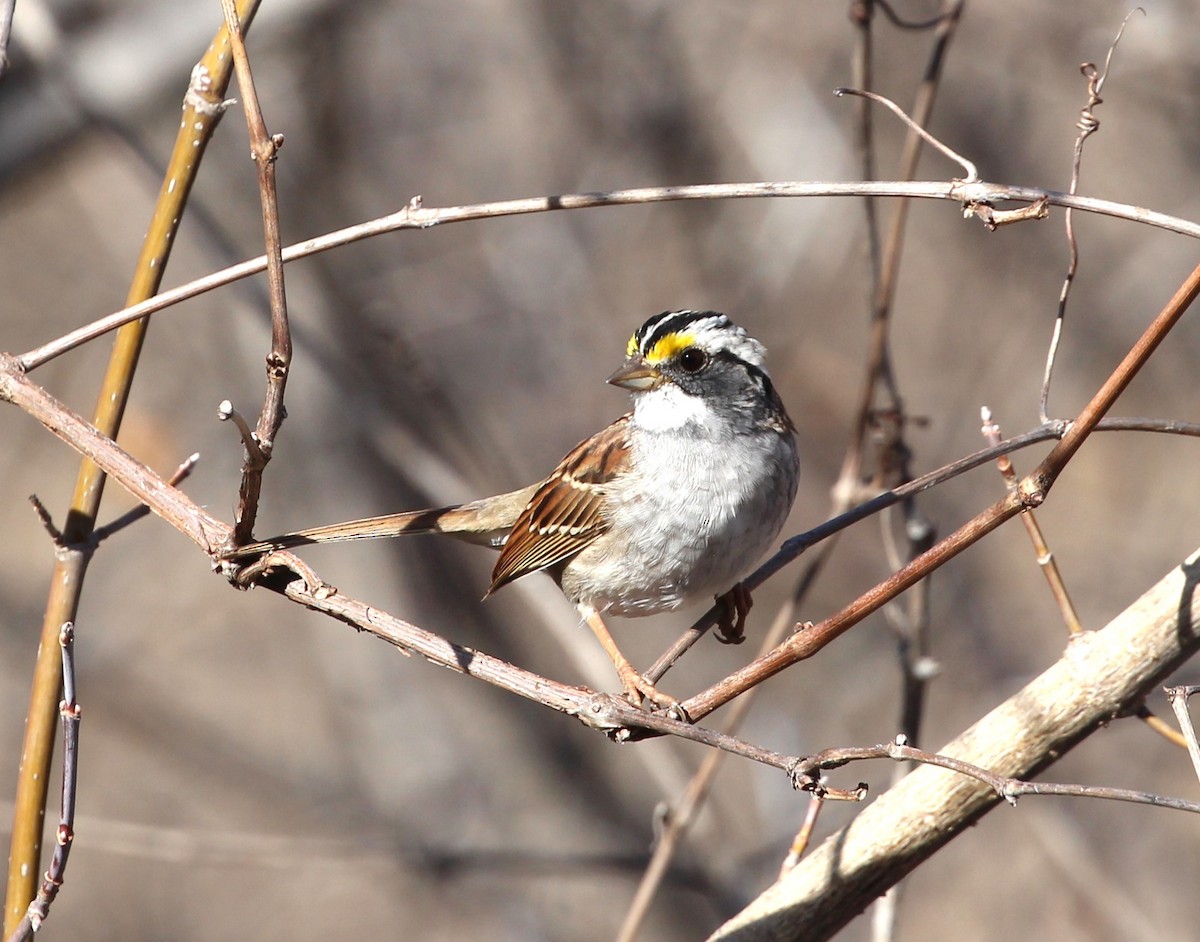 White-throated Sparrow - ML616916904