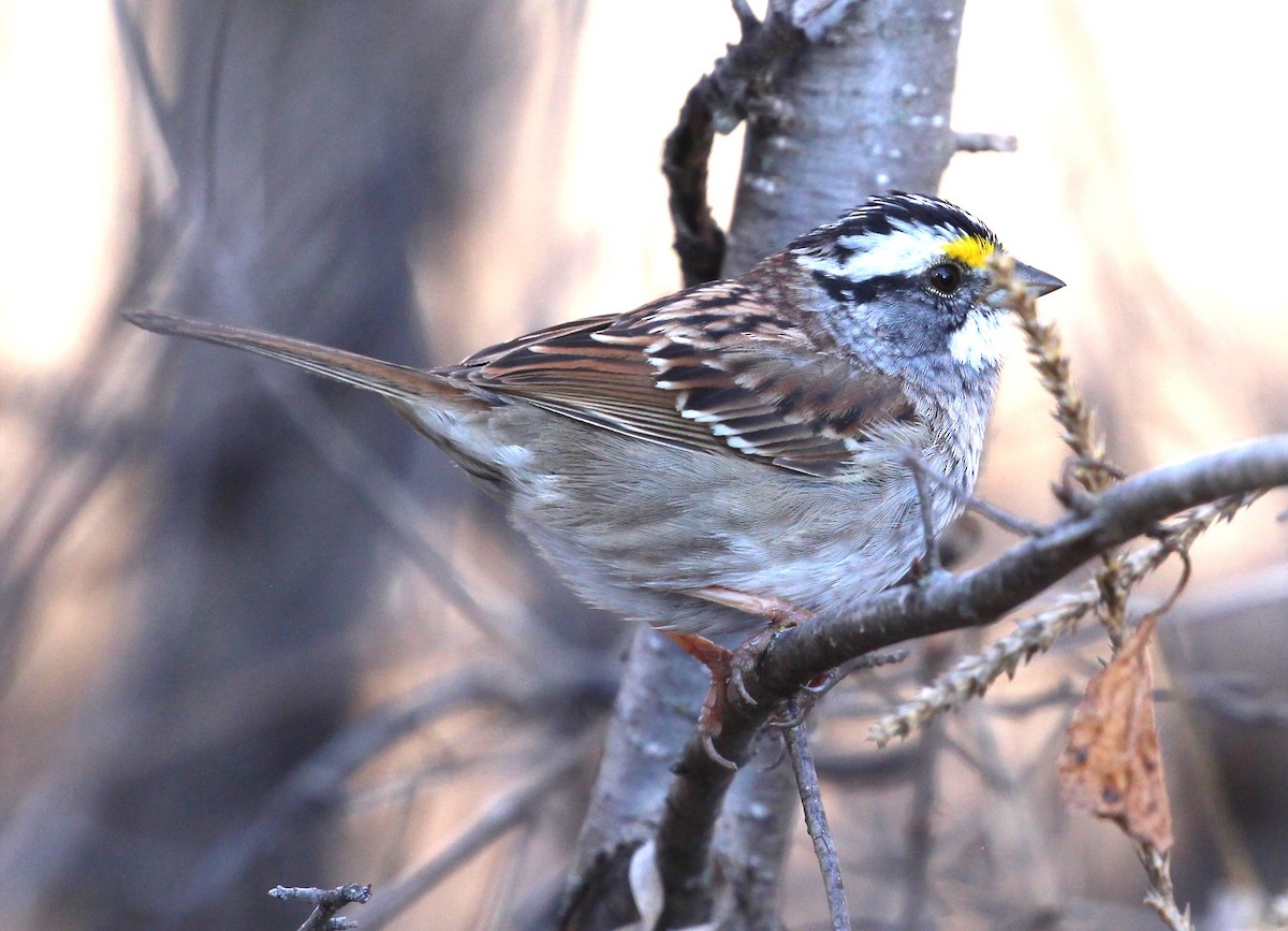 White-throated Sparrow - ML616916926