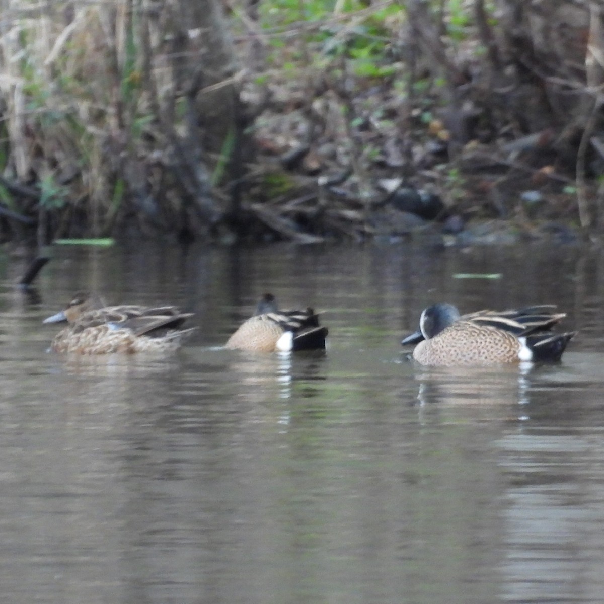 Blue-winged Teal - ML616917089